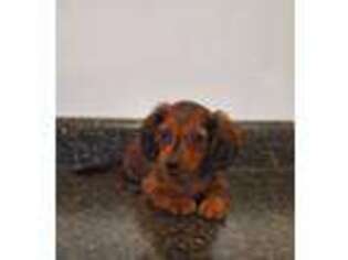 Dachshund Puppy for sale in Tucson, AZ, USA