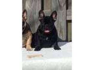 French Bulldog Puppy for sale in Cocoa Beach, FL, USA