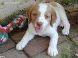 Brittany Puppy for sale in Kirkwood, MO, USA