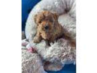 Cavapoo Puppy for sale in Richmond, MI, USA