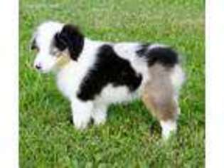 Miniature Australian Shepherd Puppy for sale in Atlanta, GA, USA