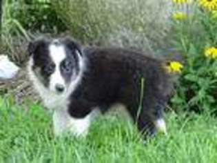 Shetland Sheepdog Puppy for sale in Fountain City, IN, USA
