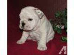Bulldog Puppy for sale in GERING, NE, USA