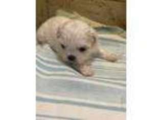 Mutt Puppy for sale in King George, VA, USA