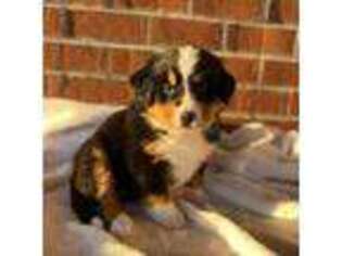 Bernese Mountain Dog Puppy for sale in Farmville, VA, USA