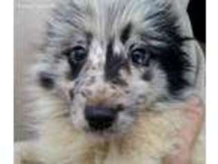Shetland Sheepdog Puppy for sale in Hillsdale, MI, USA