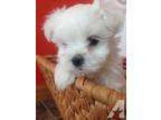 Maltese Puppy for sale in ELKHART, IN, USA