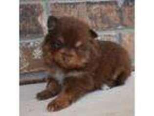 Pomeranian Puppy for sale in Mountain Grove, MO, USA