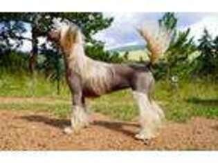 Chinese Crested Puppy for sale in Cripple Creek, CO, USA