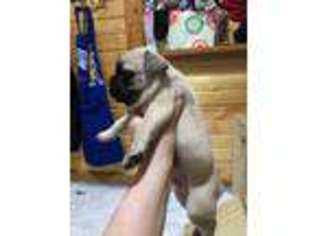 French Bulldog Puppy for sale in Amery, WI, USA