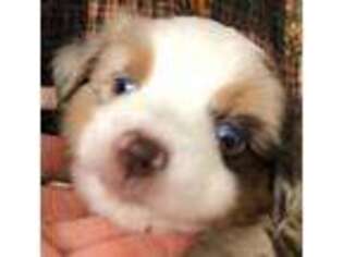 Miniature Australian Shepherd Puppy for sale in Penrose, CO, USA