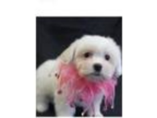 Maltese Puppy for sale in Montgomery, TX, USA