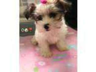Yorkshire Terrier Puppy for sale in Lena, WI, USA