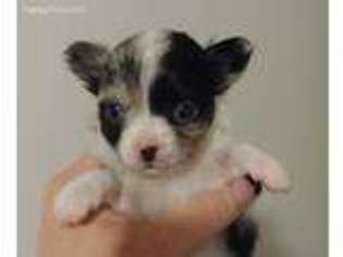 Chihuahua Puppy for sale in Spanaway, WA, USA