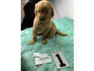 Golden Retriever Puppy for sale in Ivanhoe, TX, USA