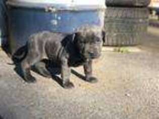 Medium Photo #1 Cane Corso Puppy For Sale in Port Ewen, NY, USA