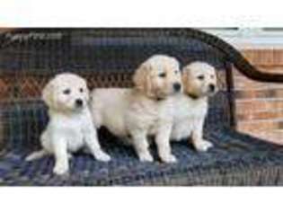 Golden Retriever Puppy for sale in Hillsville, VA, USA