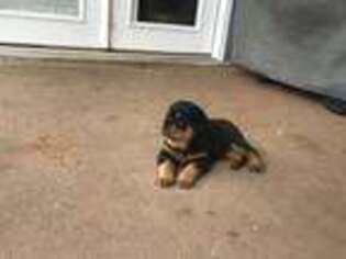 Rottweiler Puppy for sale in Broken Arrow, OK, USA