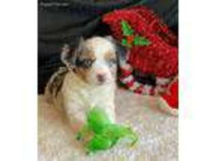 Miniature Australian Shepherd Puppy for sale in Elkhart, KS, USA