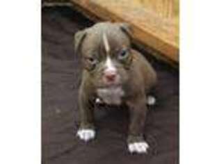 American Bulldog Puppy for sale in Nashville, TN, USA