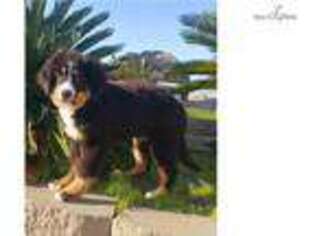 Bernese Mountain Dog Puppy for sale in San Diego, CA, USA