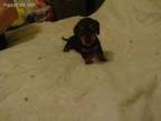Dachshund Puppy for sale in Canova, SD, USA