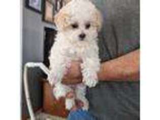 Mutt Puppy for sale in Dorr, MI, USA