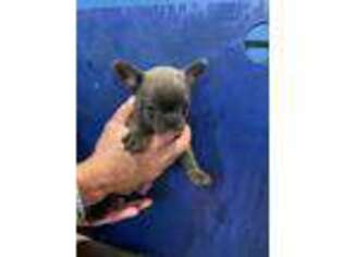 Mutt Puppy for sale in Rio Vista, TX, USA