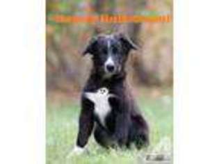 Australian Shepherd Puppy for sale in STACY, MN, USA