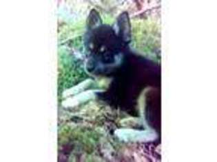 Alaskan Klee Kai Puppy for sale in Albany, OR, USA