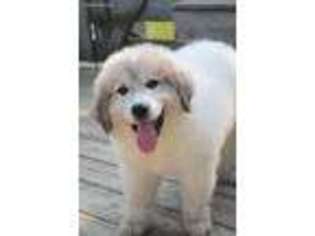 Great Pyrenees Puppy for sale in Moundville, MO, USA
