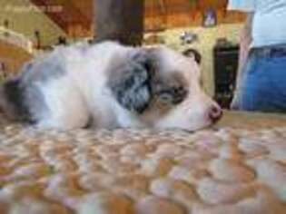 Australian Shepherd Puppy for sale in Sonoita, AZ, USA