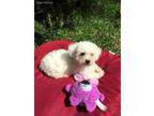 Bichon Frise Puppy for sale in Coppell, TX, USA