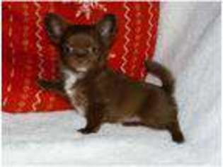 Chihuahua Puppy for sale in Hampstead Norreys, Berkshire (England), United Kingdom