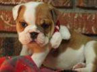 Bulldog Puppy for sale in Richton, MS, USA