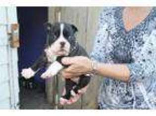 Boston Terrier Puppy for sale in FOWLER, CO, USA