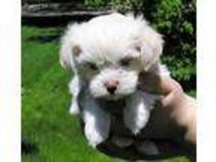 Havanese Puppy for sale in Minneapolis, MN, USA