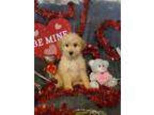 Goldendoodle Puppy for sale in Vine Grove, KY, USA