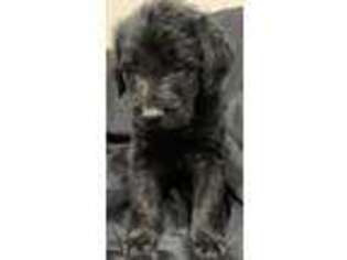 Labradoodle Puppy for sale in North Highlands, CA, USA