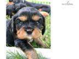 Cavalier King Charles Spaniel Puppy for sale in York, PA, USA