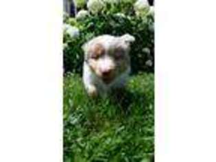 Miniature Australian Shepherd Puppy for sale in Star Prairie, WI, USA