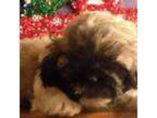Pekingese Puppy for sale in Ozone Park, NY, USA