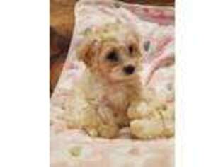 Cavachon Puppy for sale in Red Oak, TX, USA