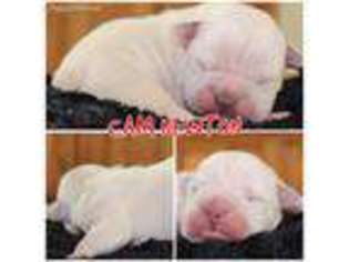 Old English Sheepdog Puppy for sale in Mc Dade, TX, USA