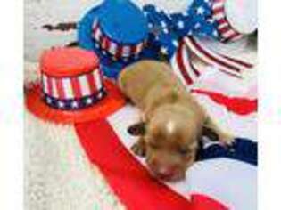 Dachshund Puppy for sale in Brussels, WI, USA