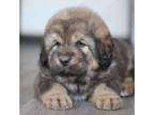 Tibetan Mastiff Puppy for sale in Doyle, CA, USA