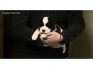English Springer Spaniel Puppy for sale in Bend, OR, USA