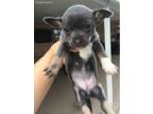 Chihuahua Puppy for sale in Fort Lauderdale, FL, USA