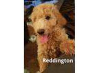 Labradoodle Puppy for sale in North Brunswick, NJ, USA