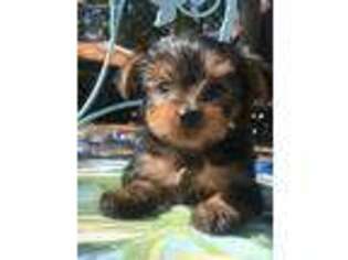 Yorkshire Terrier Puppy for sale in Crestview, FL, USA